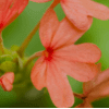 Crossandra