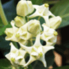 Crown Flower