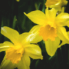 Daffodil