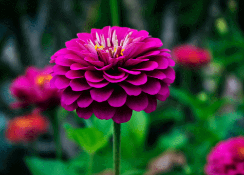 Dahlia image