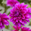 Dahlia