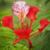 Delonix Regia