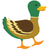 Duck