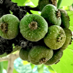 Ficus