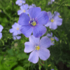 Flax