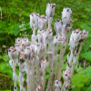 Forest Ghost Flower