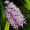 Foxtail Orchid