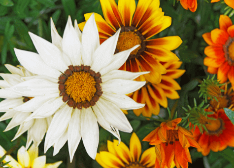 Gazania image