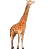 100 Animals Name in English - Animal Chart : Gk Hub 100 Animals Name in English - Animal Chart : Gk Hub