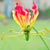 Glory Lily