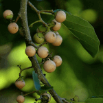 Glueberry