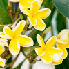 Golden Frangipani