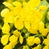 Golden Shower Flower