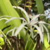 Grand Crinum Lily