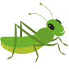 Grasshopper