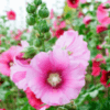 Hollyhock