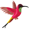 Hummingbird