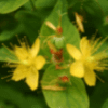 Hypericum flower