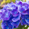 Indigo Flower