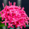 Ixora Coccinea Flower