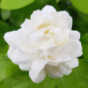 Jasmine