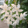 Jasminum Sambac