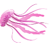Jelly fish