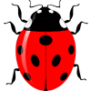 Ladybug