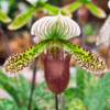 Lady’s slipper orchid