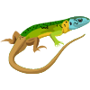 Lizard