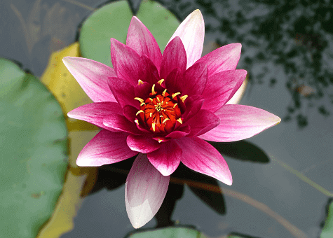 Lotus image