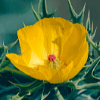 Mexican Prickly Poppy