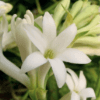 Mexican Tuberose
