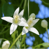 Millingtonia Hortensis
