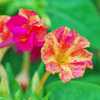 Mirabilis Jalapa