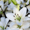 Monsoon lily