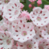 Mountain Laurel