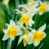 Narcissus