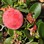 Natal Plum