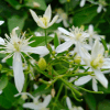 Night Blooming Jasmine