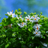 Night Flowering Jasmine