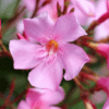 Oleander