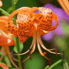 Orange Tiger Lily