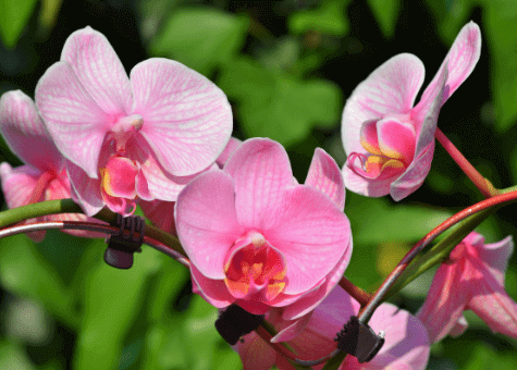 Orchid image