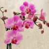 Orchid