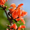 Palash