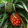 Pandanus