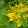Peacock Flower
