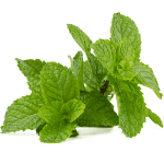 Peppermint