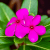 Periwinkle